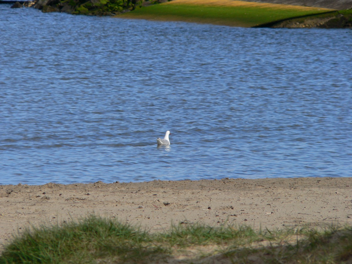 Silver Gull - ML645930404