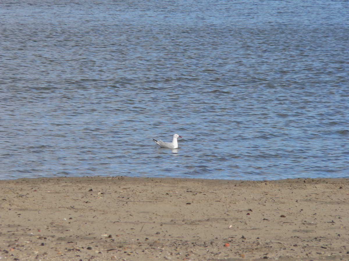 Silver Gull - ML645930405