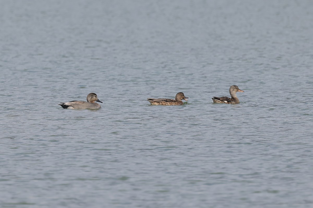 Gadwall - ML645930406