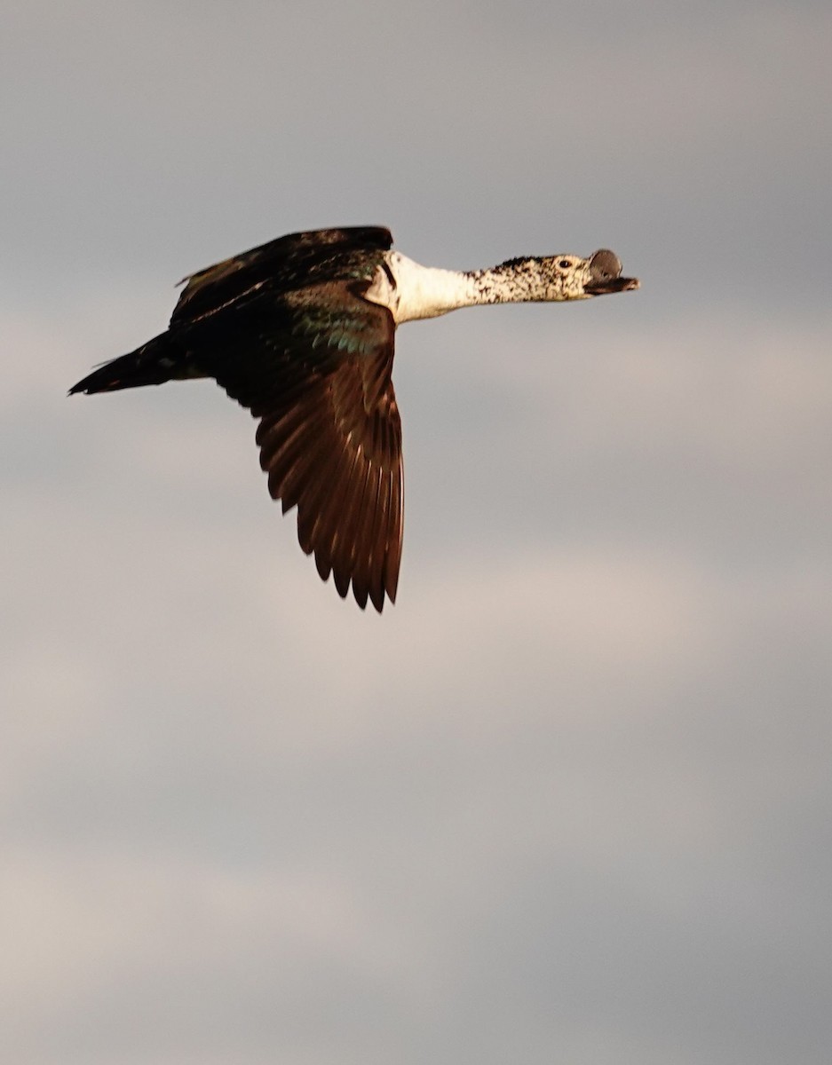 Knob-billed Duck - ML645930407