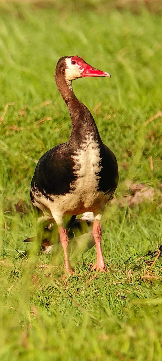 Spur-winged Goose - ML645930408