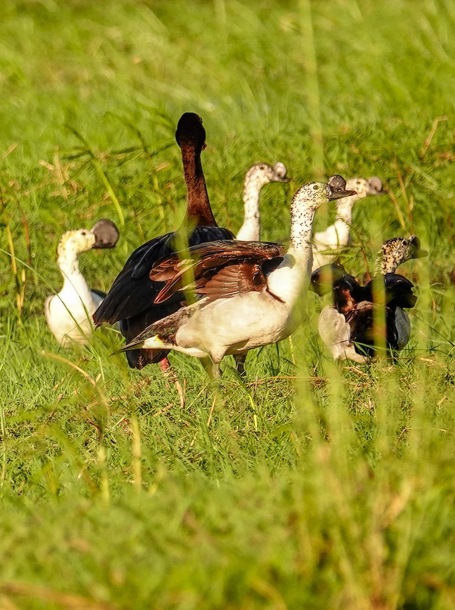 Knob-billed Duck - ML645930409
