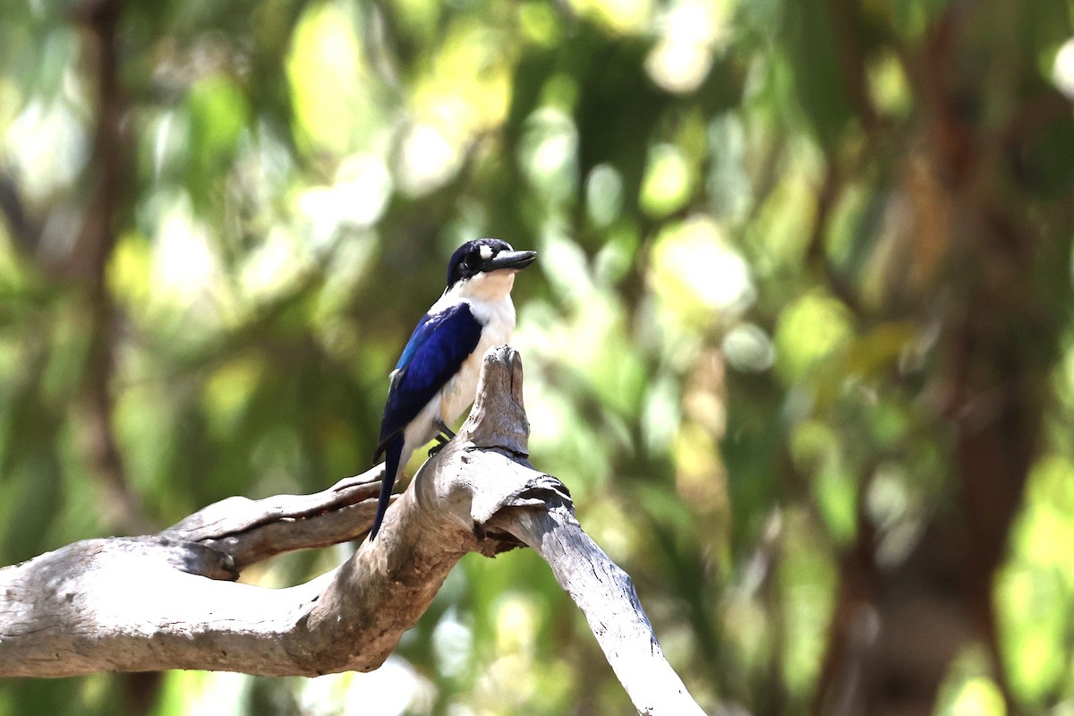 Forest Kingfisher - ML645930411