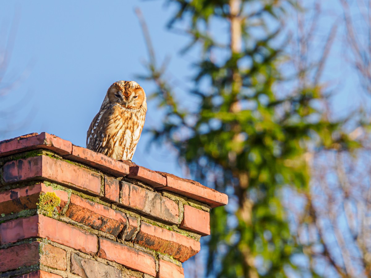 Tawny Owl - ML645930412