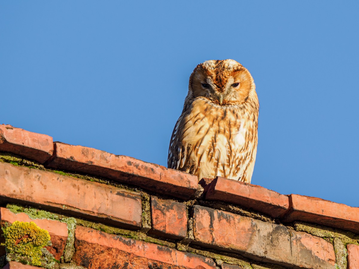 Tawny Owl - ML645930414