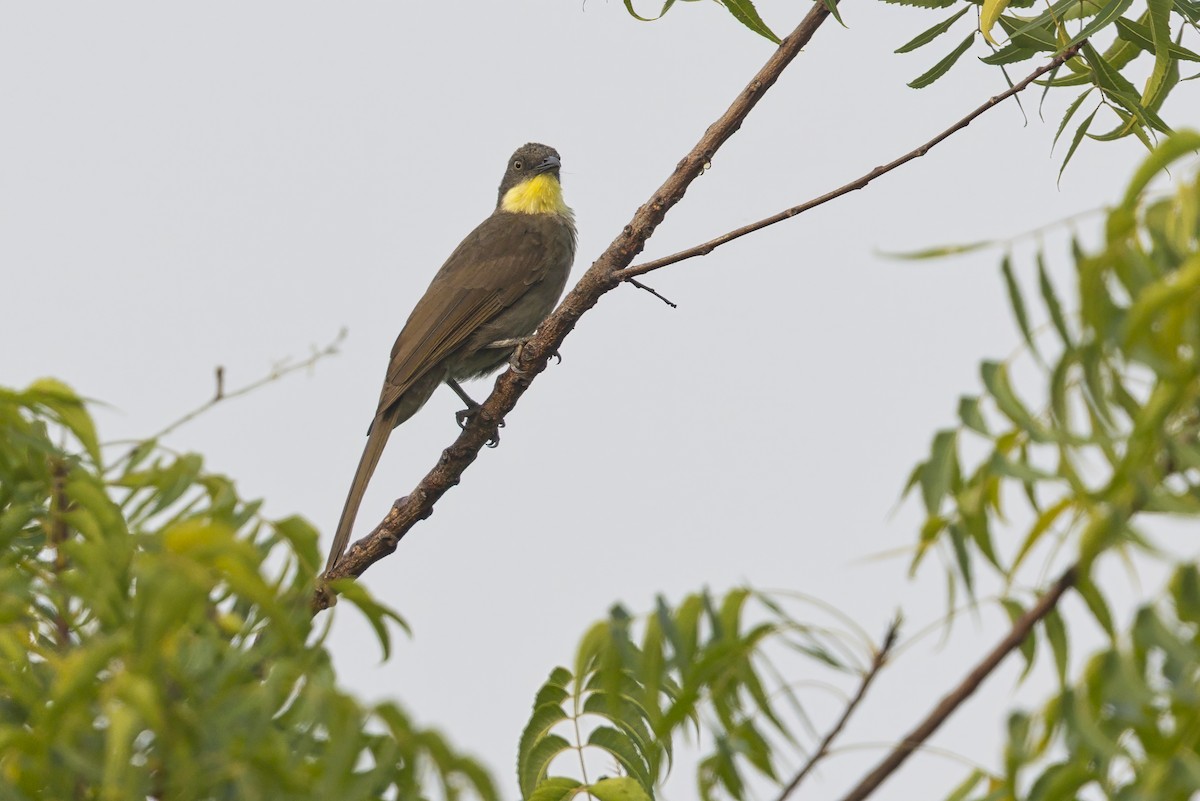 Yellow-gorgeted Greenbul - ML645930415