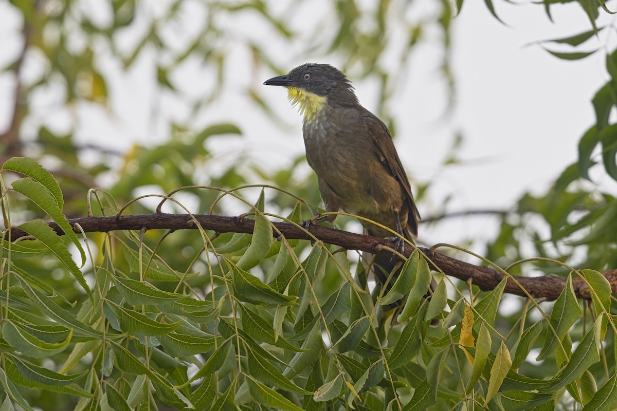 Yellow-gorgeted Greenbul - ML645930416