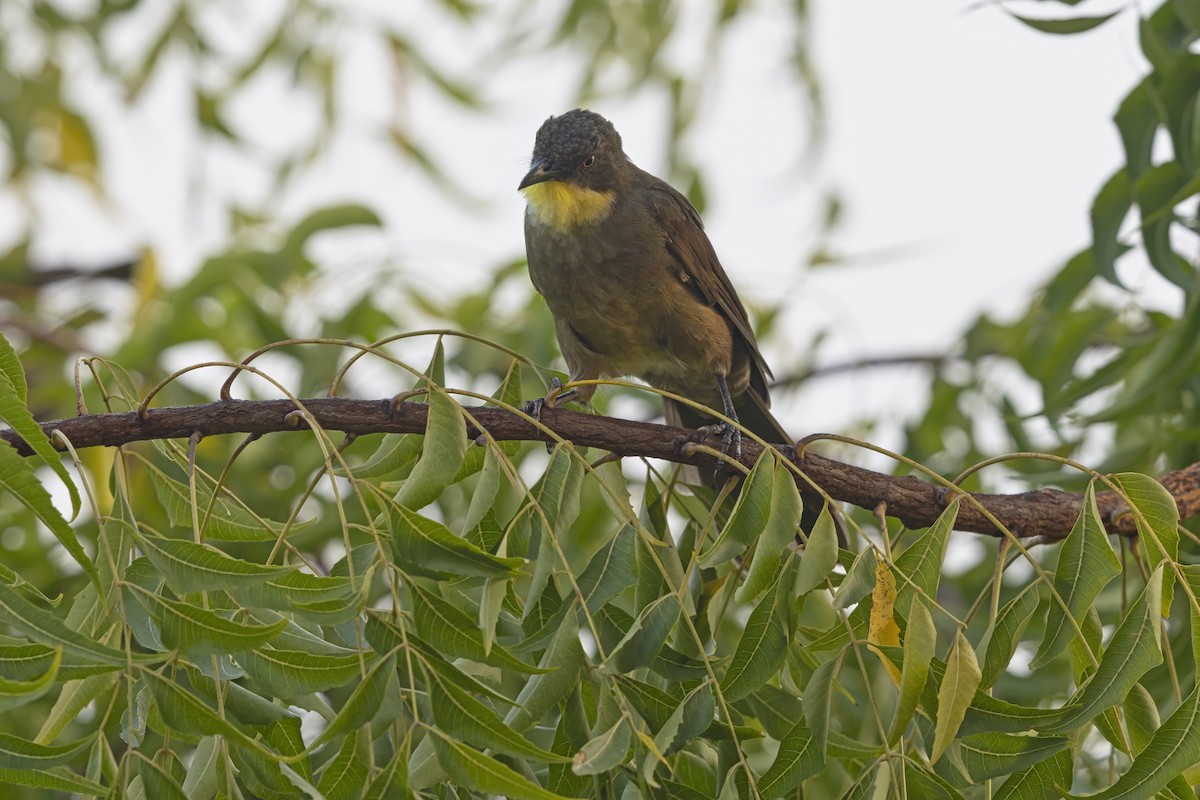 Yellow-gorgeted Greenbul - ML645930417