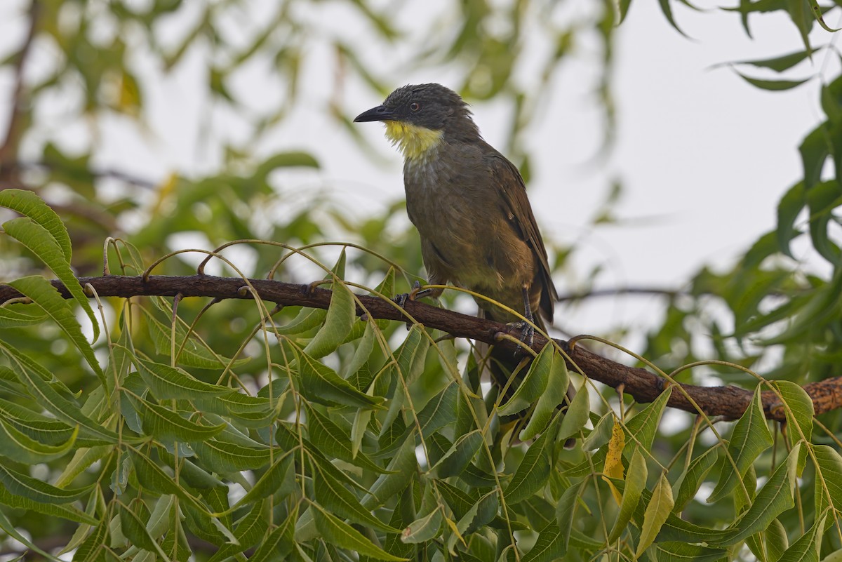 Yellow-gorgeted Greenbul - ML645930418