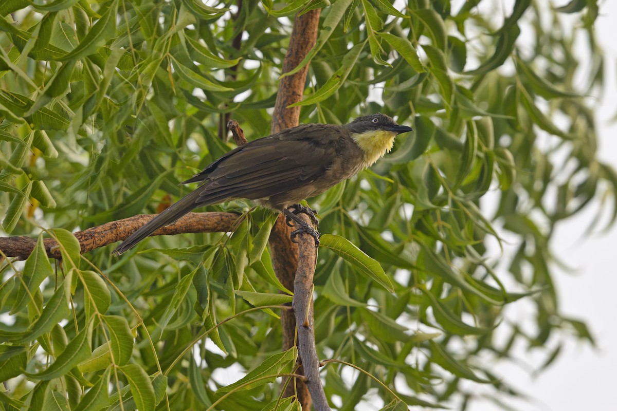 Yellow-gorgeted Greenbul - ML645930419