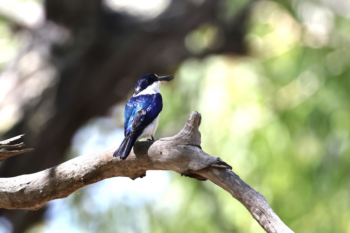 Forest Kingfisher - ML645930420
