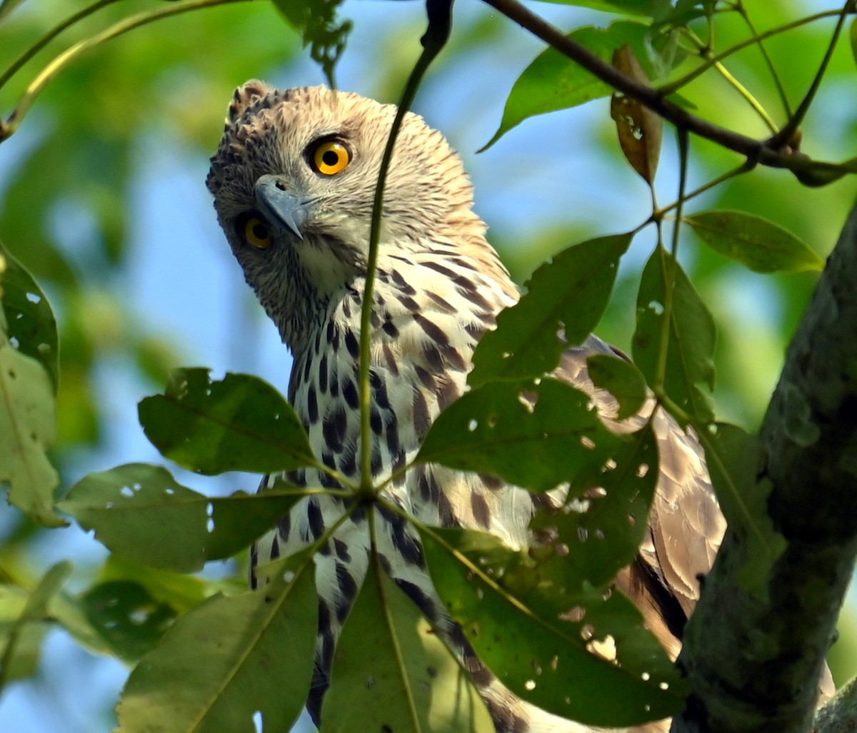 Changeable Hawk-Eagle - ML645930421