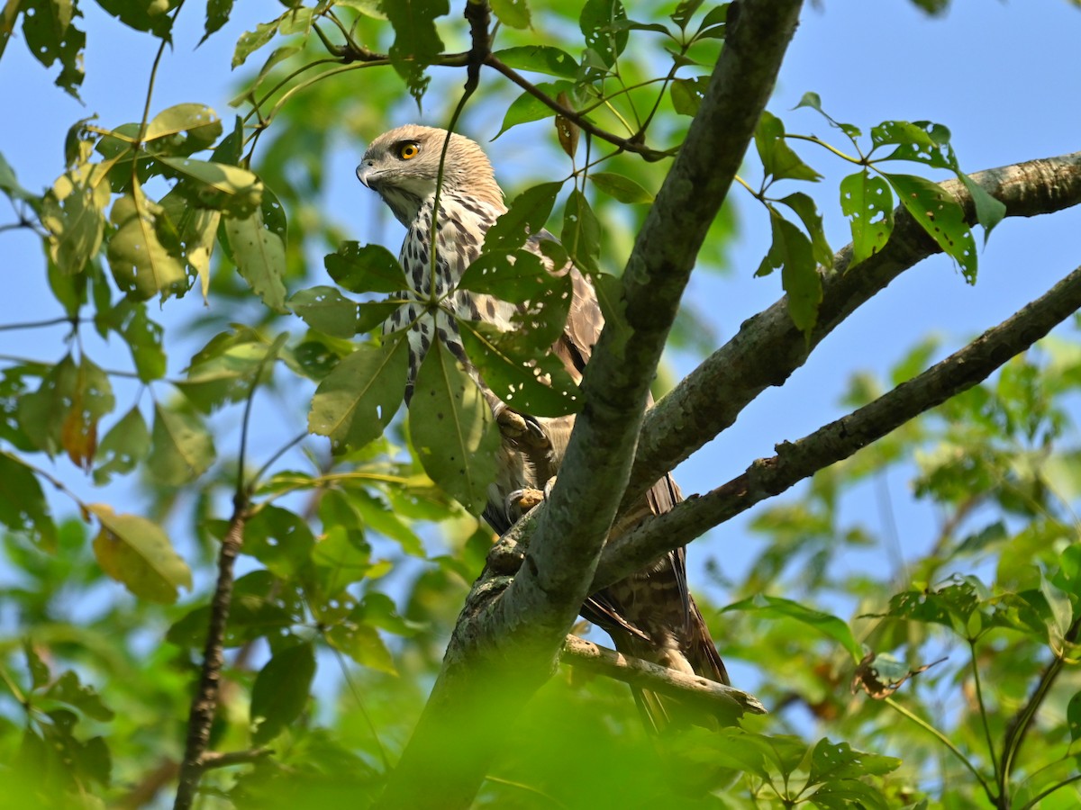 Changeable Hawk-Eagle - ML645930422