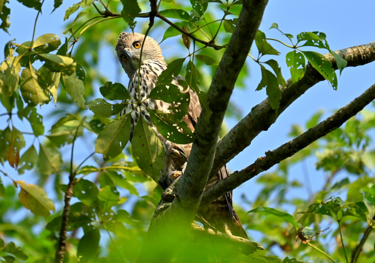 Changeable Hawk-Eagle - ML645930423