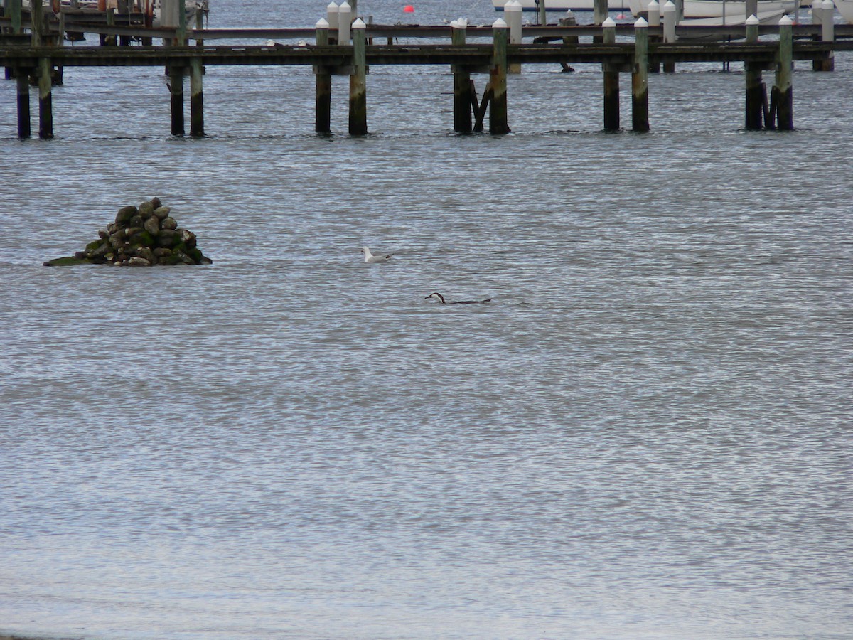 Black-faced Cormorant - ML645930424