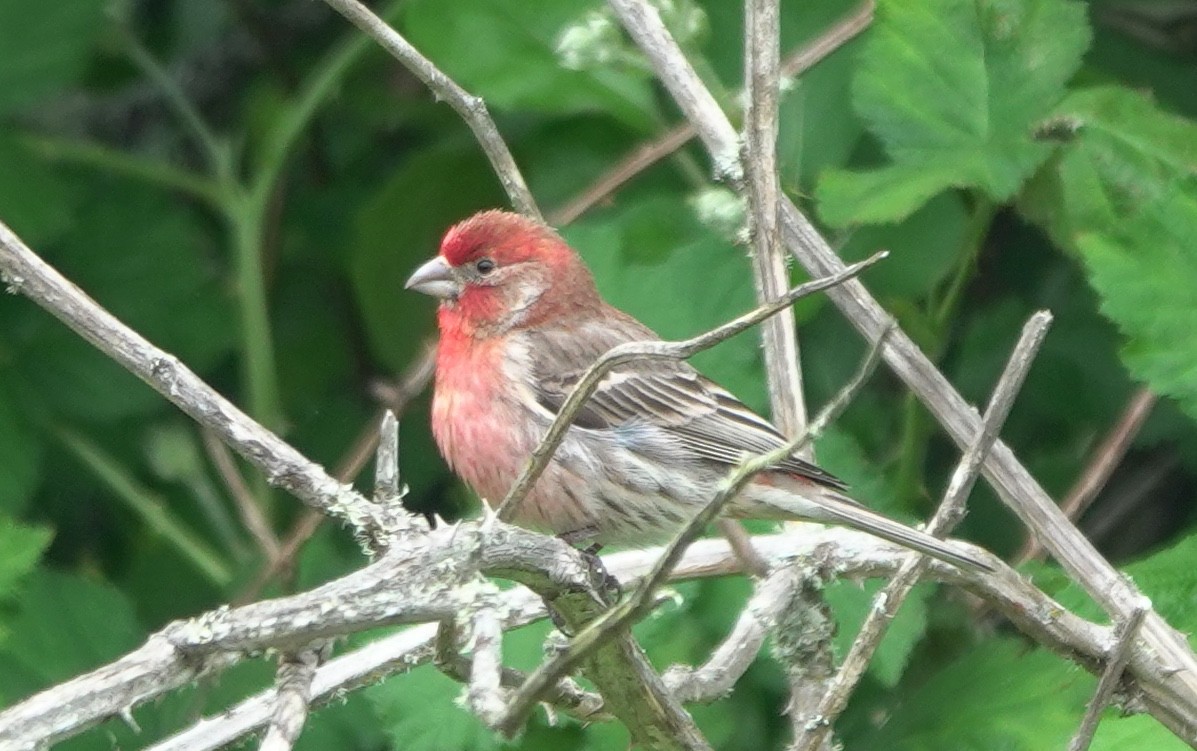 House Finch - ML645930425