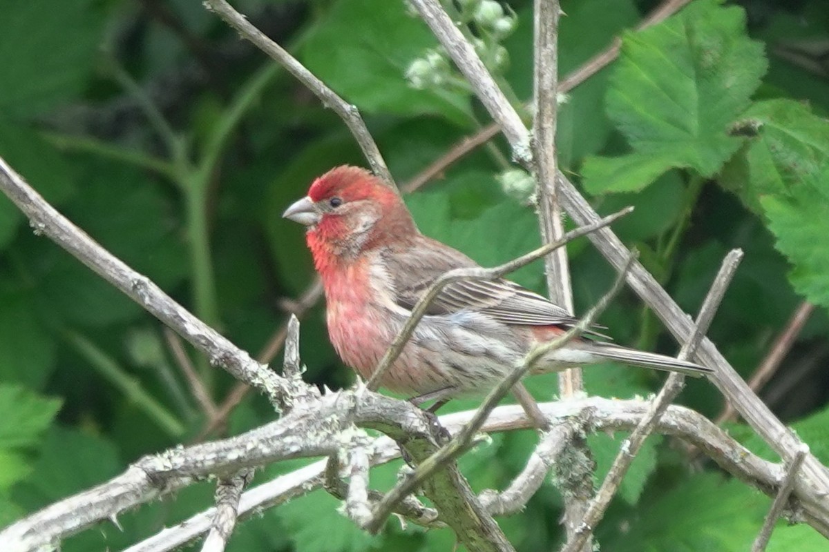 House Finch - ML645930426