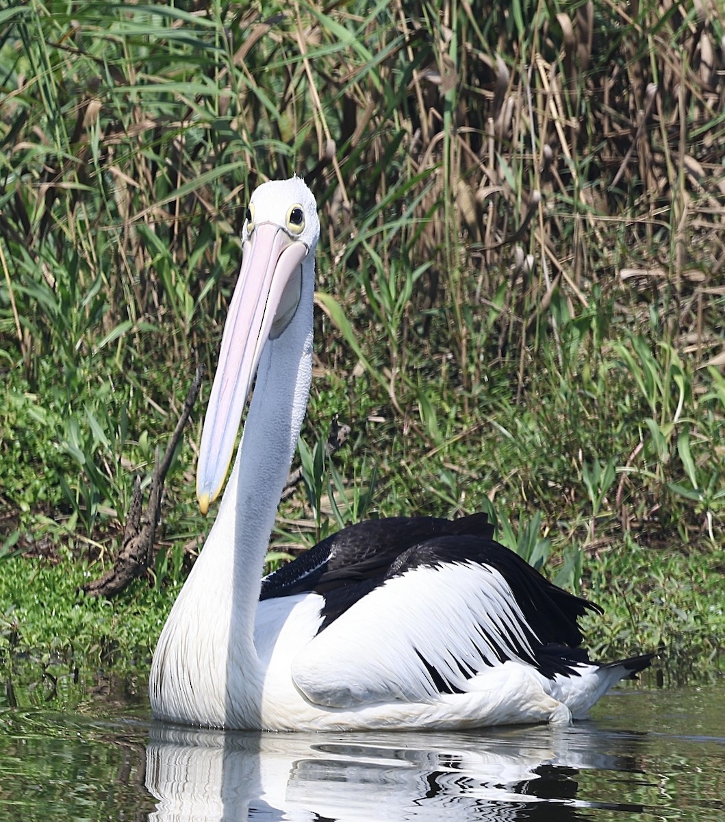 Australian Pelican - ML645930427