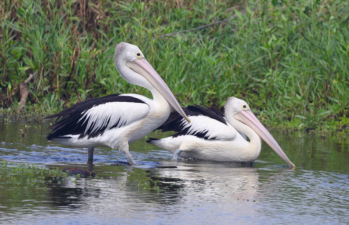 Australian Pelican - ML645930428