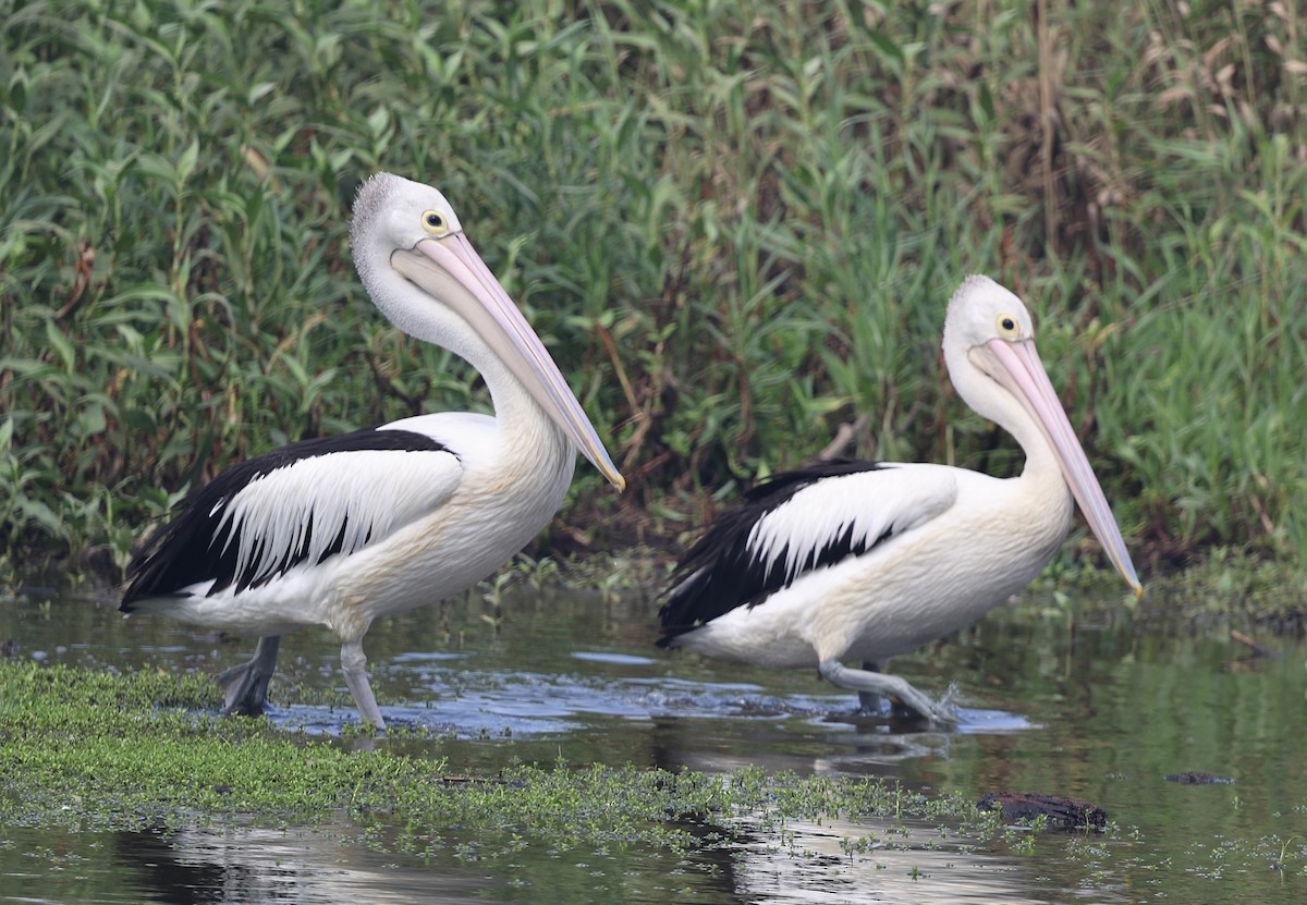 Australian Pelican - ML645930429