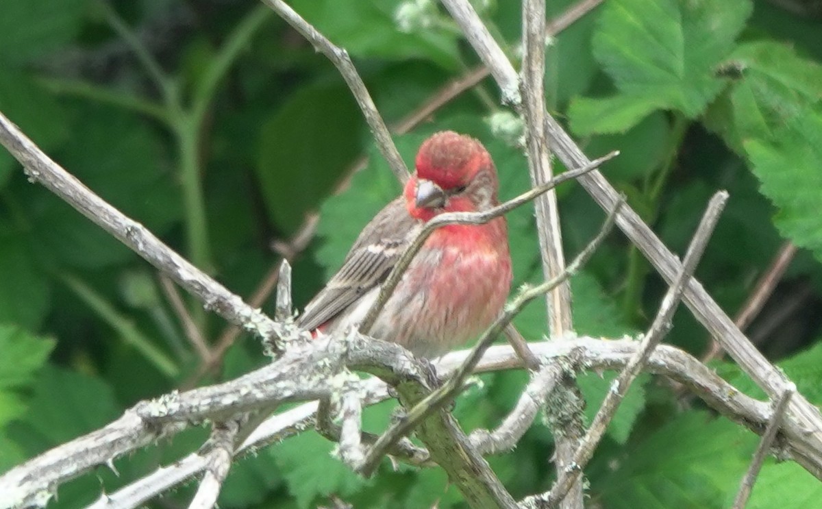 House Finch - ML645930430