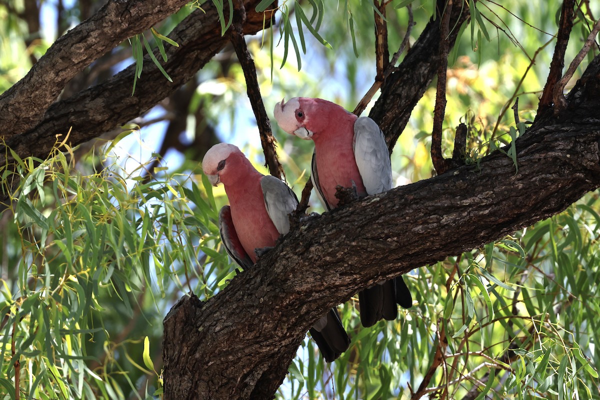 Galah - ML645930431