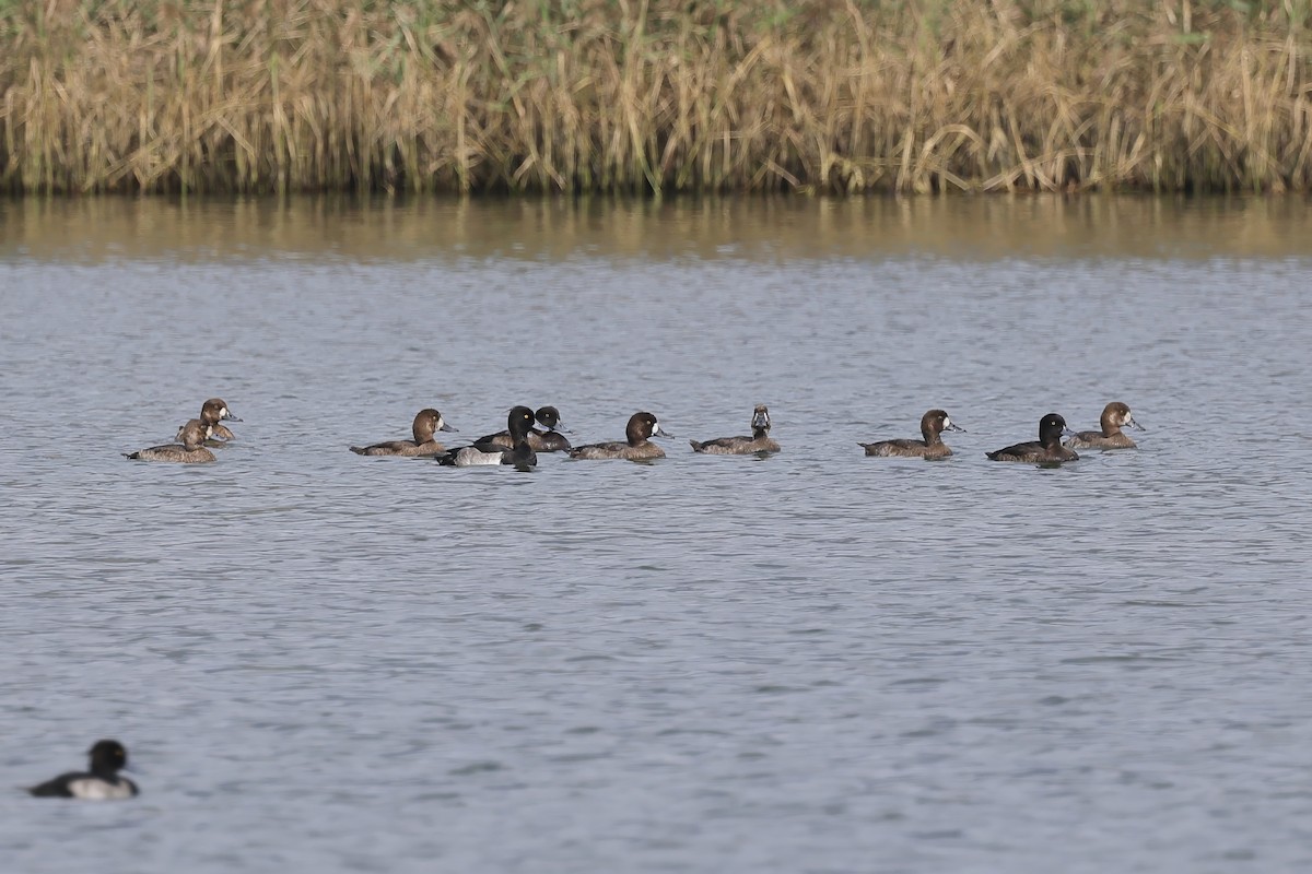 Greater Scaup - ML645930434