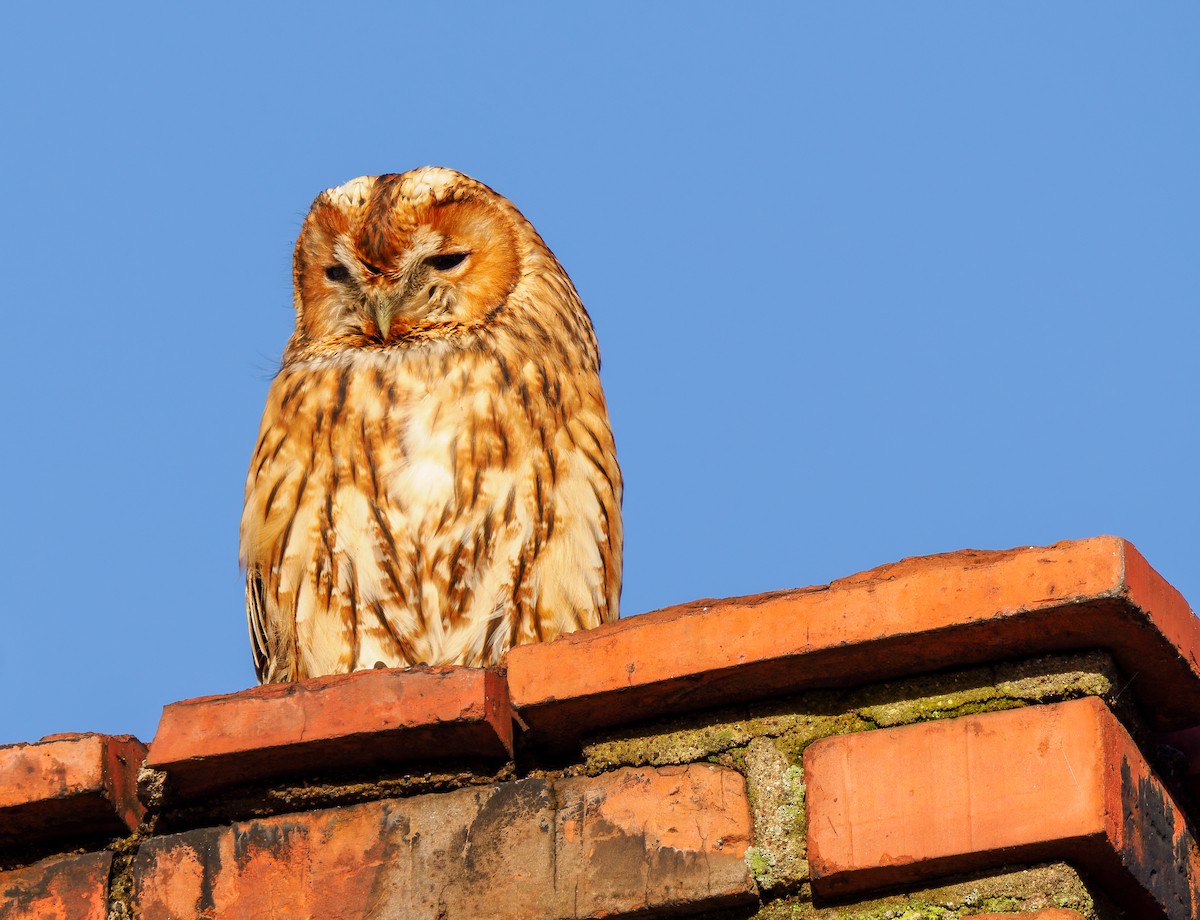 Chouette hulotte - ML645930438