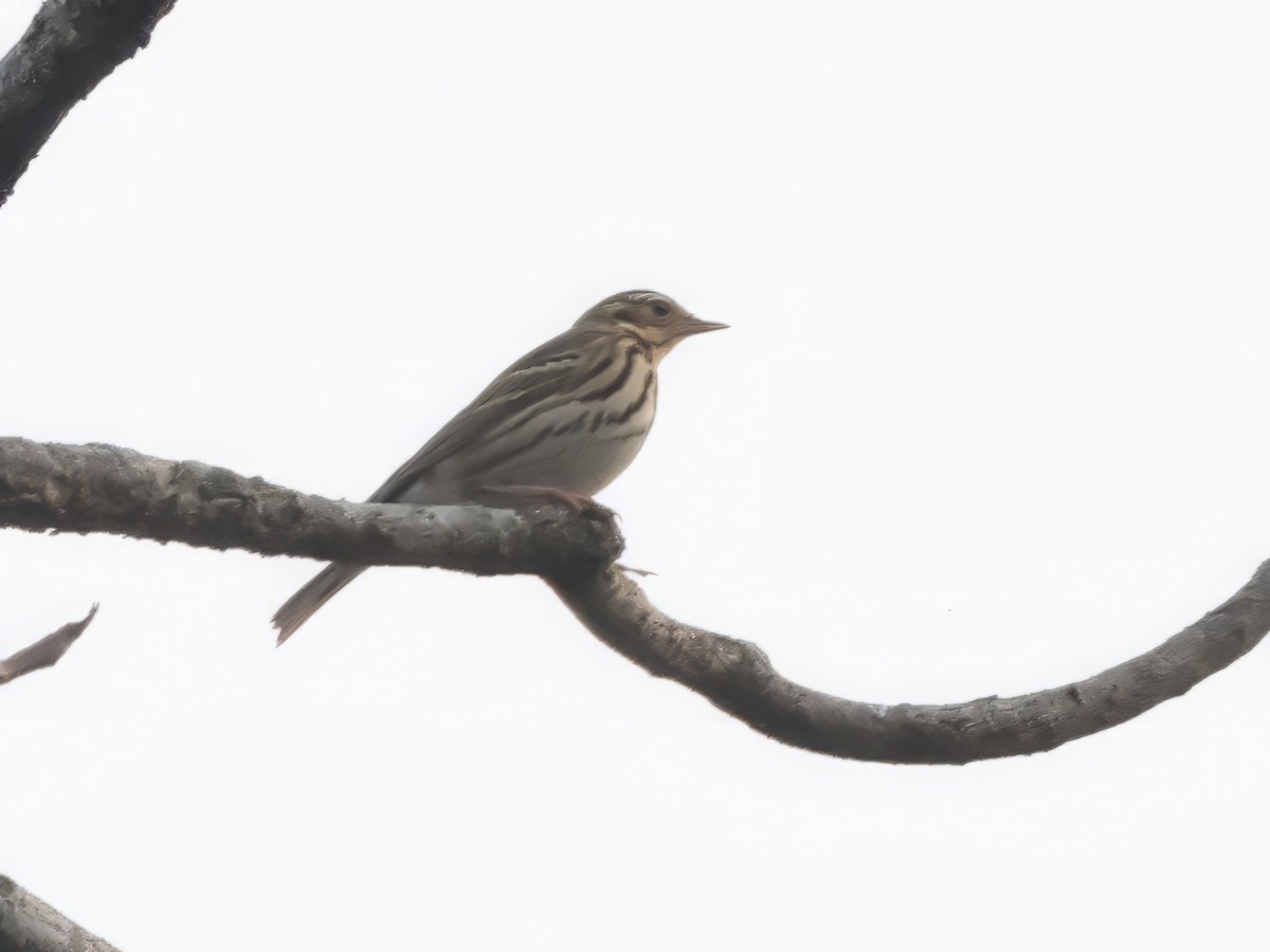 Olive-backed Pipit - ML645930441