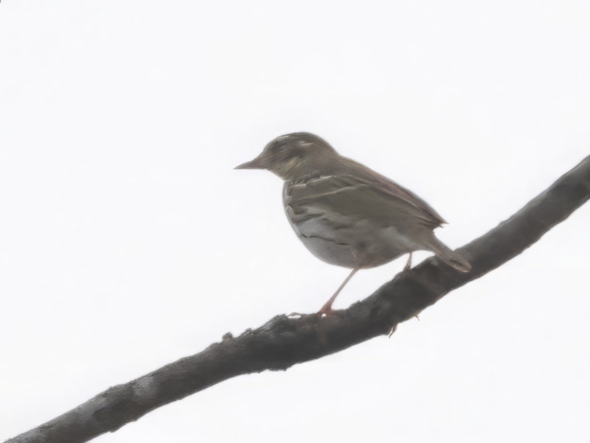 Olive-backed Pipit - ML645930442
