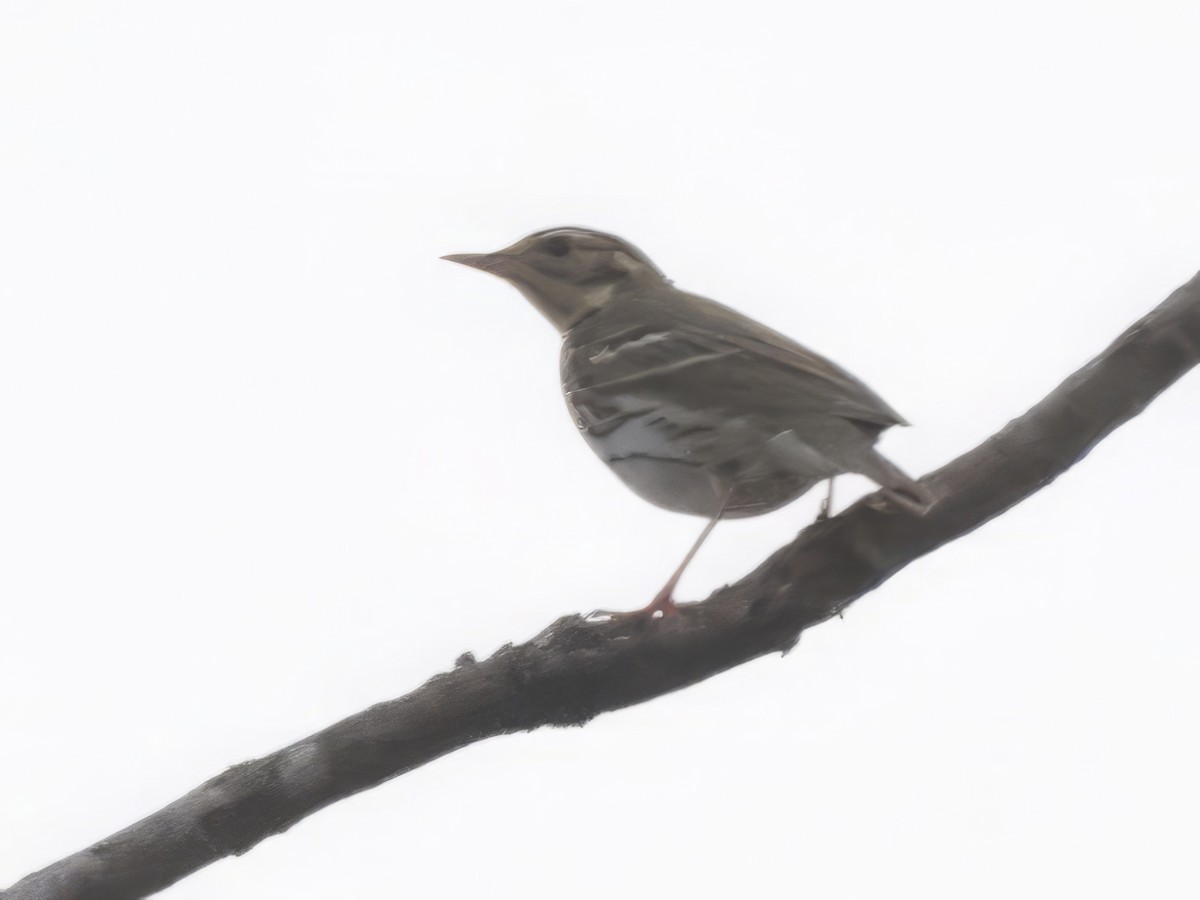 Olive-backed Pipit - ML645930443