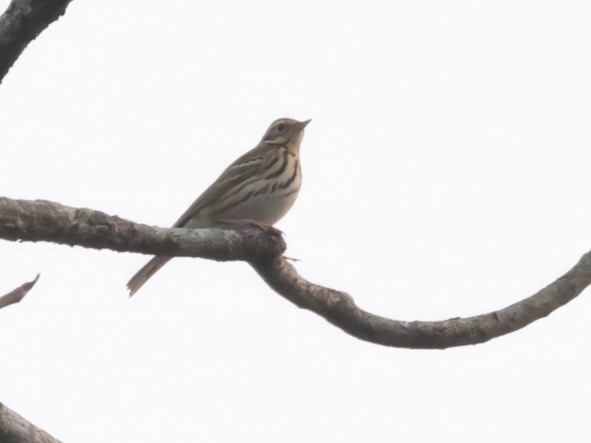 Olive-backed Pipit - ML645930444