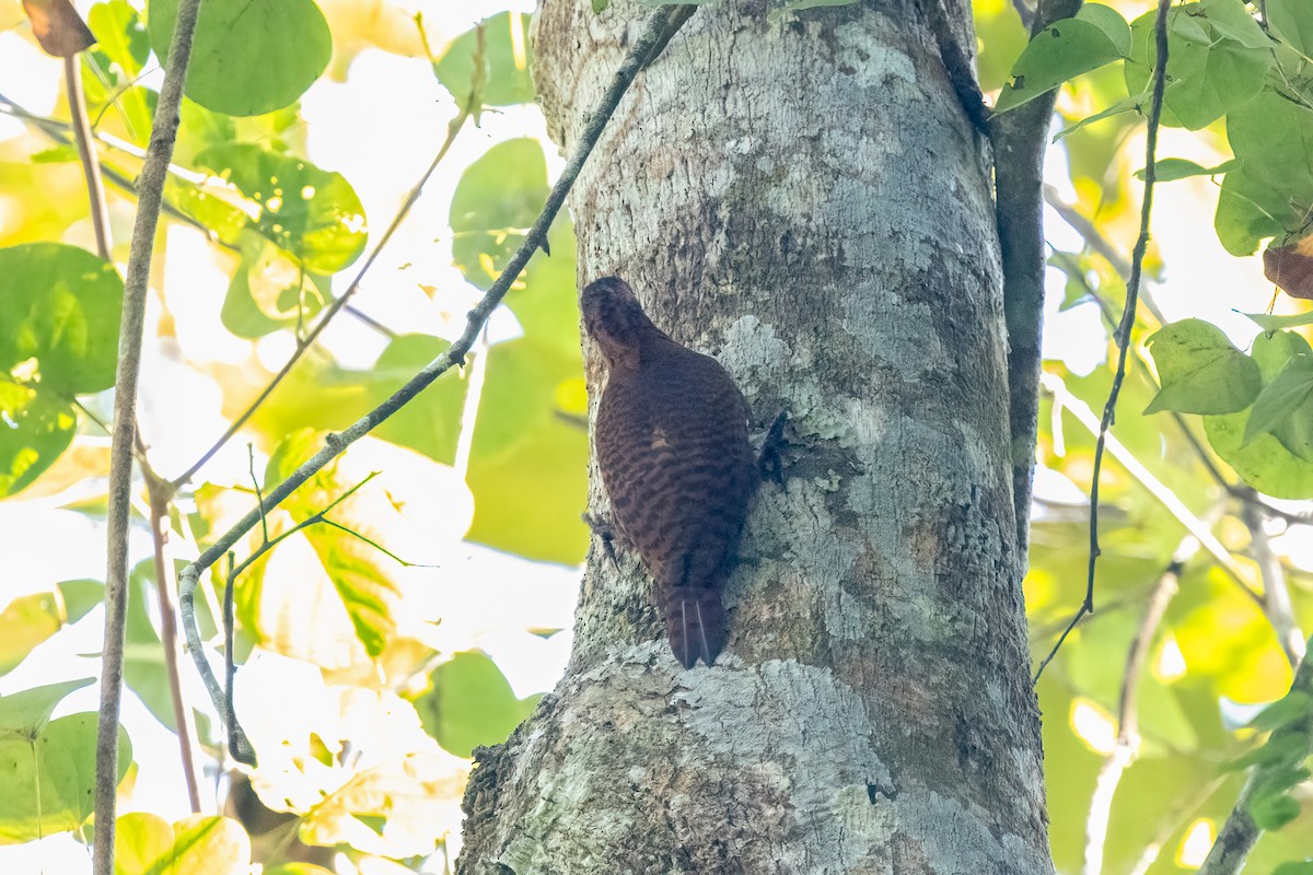 Rufous Woodpecker - ML645930445