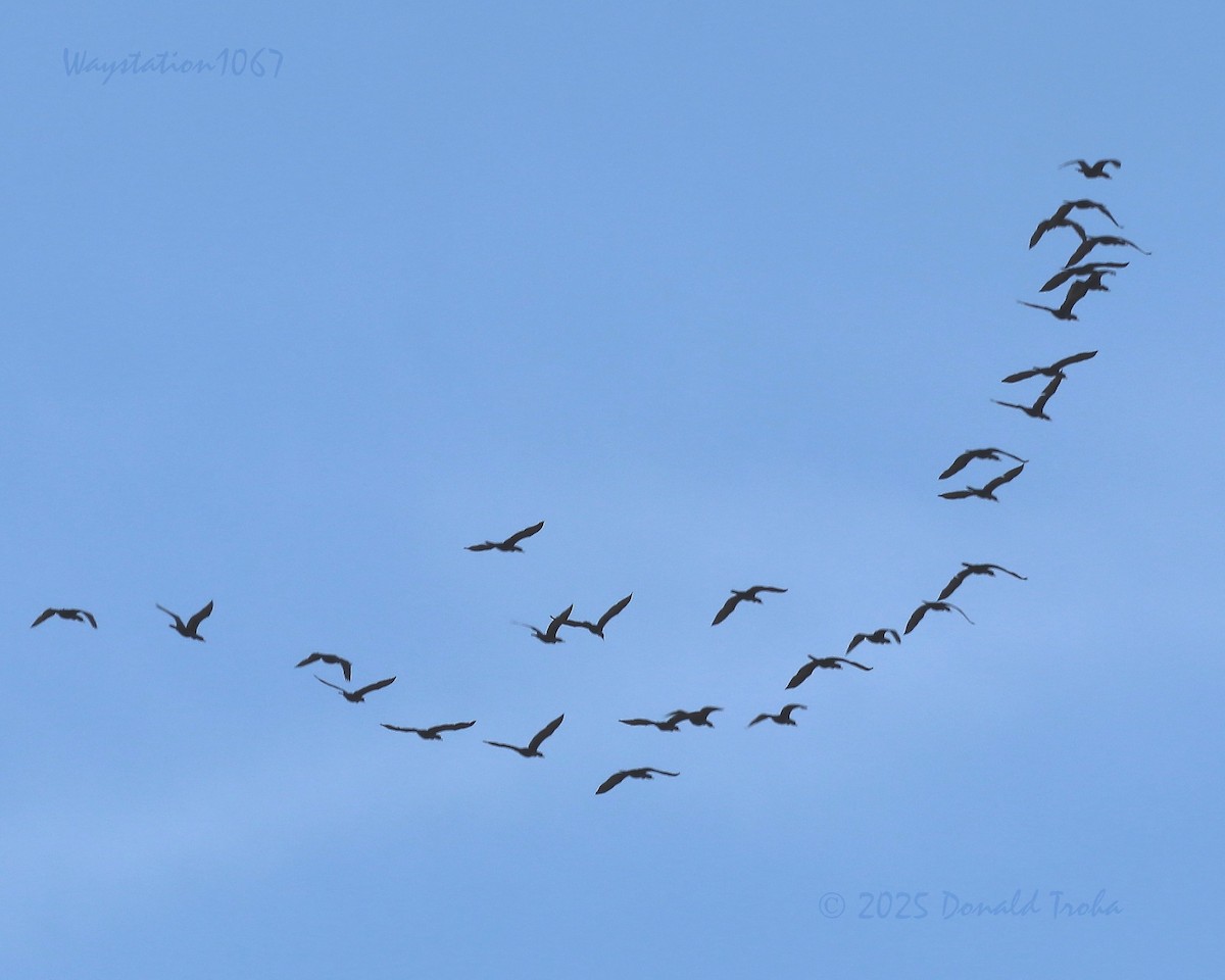 Neotropic Cormorant - ML645930452