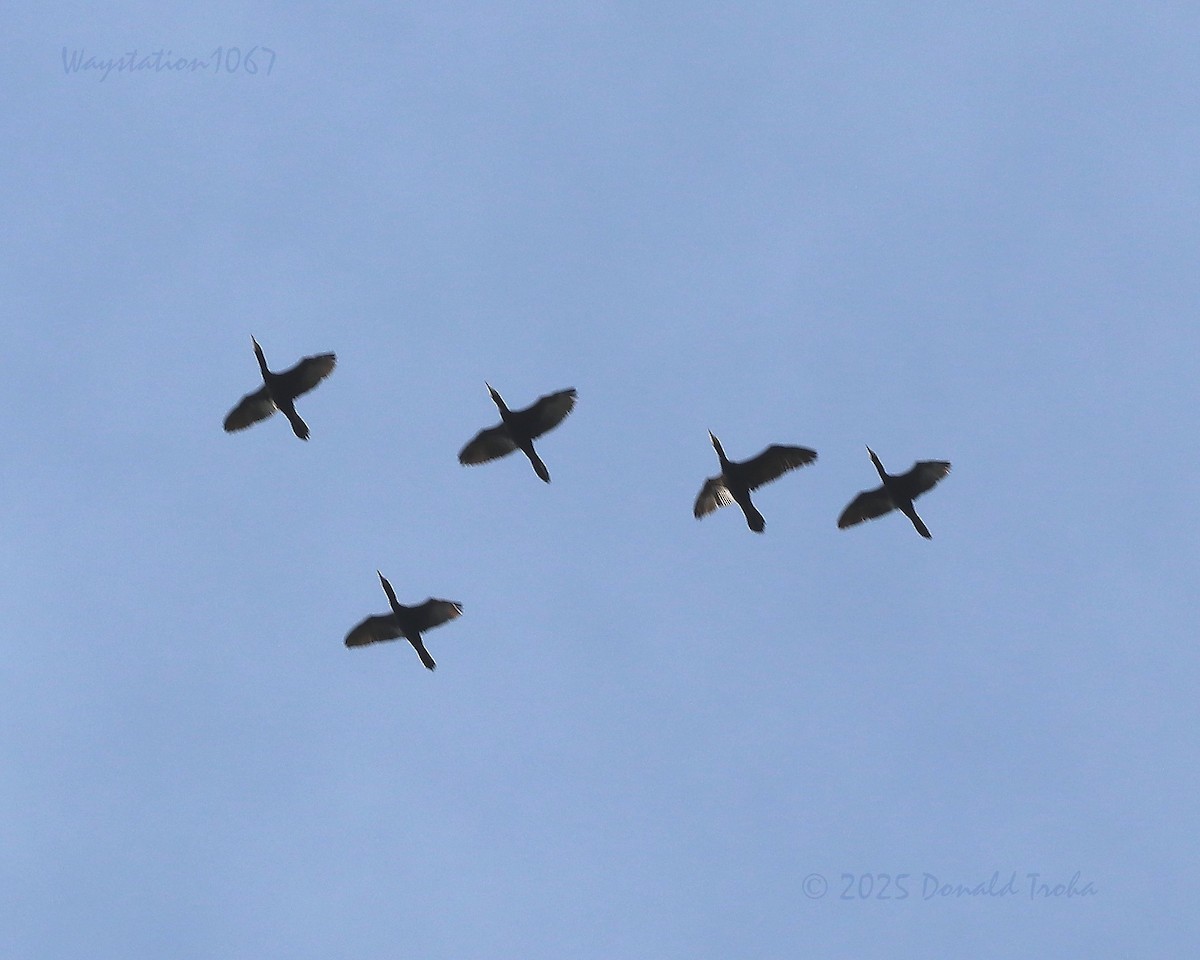 Neotropic Cormorant - ML645930454