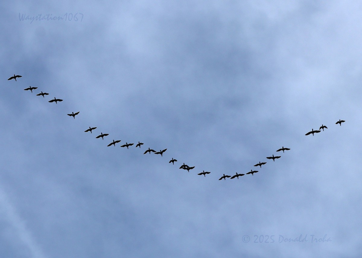 Neotropic Cormorant - ML645930456