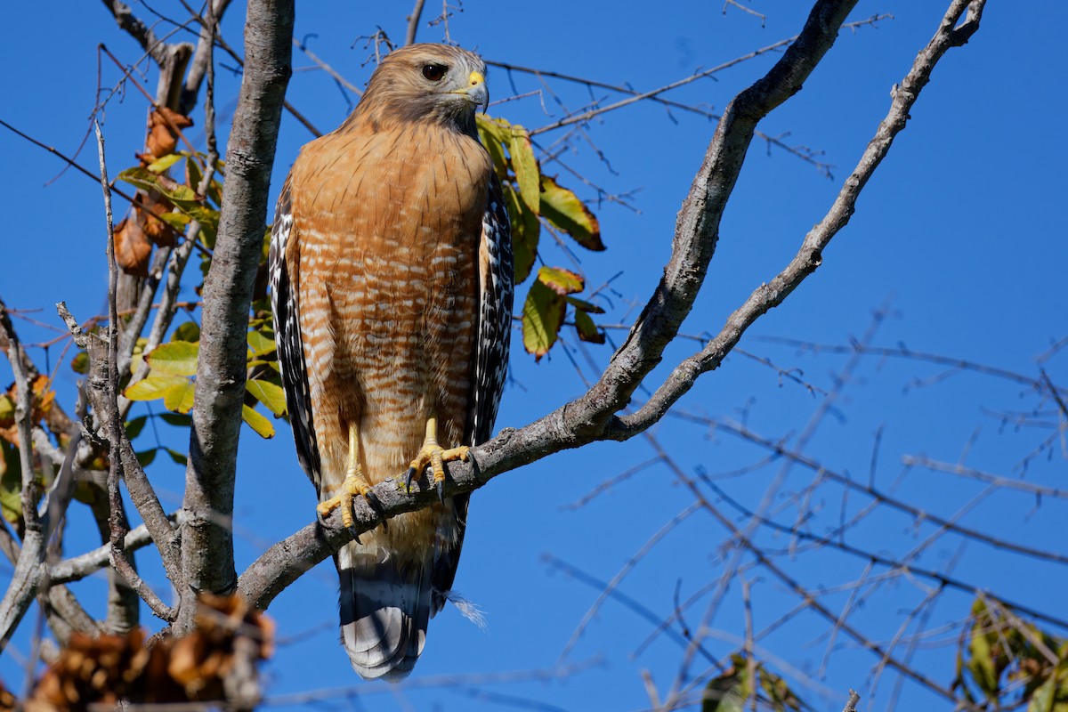 Busardo Pechirrojo - ML645930458