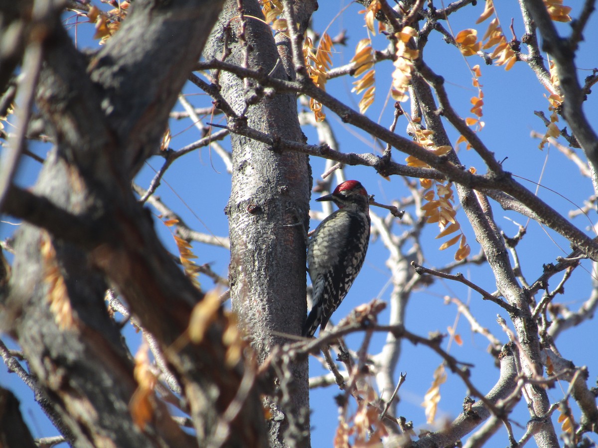 rødnakkesevjespett - ML645930467