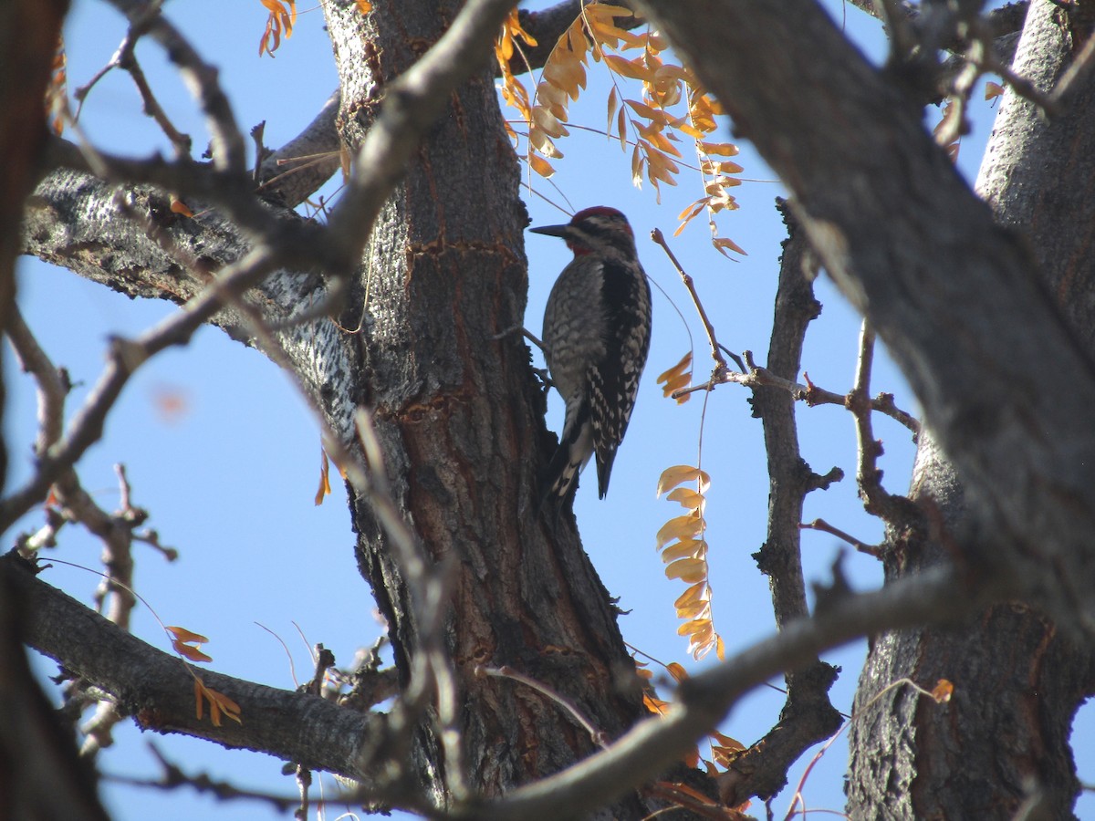 rødnakkesevjespett - ML645930468