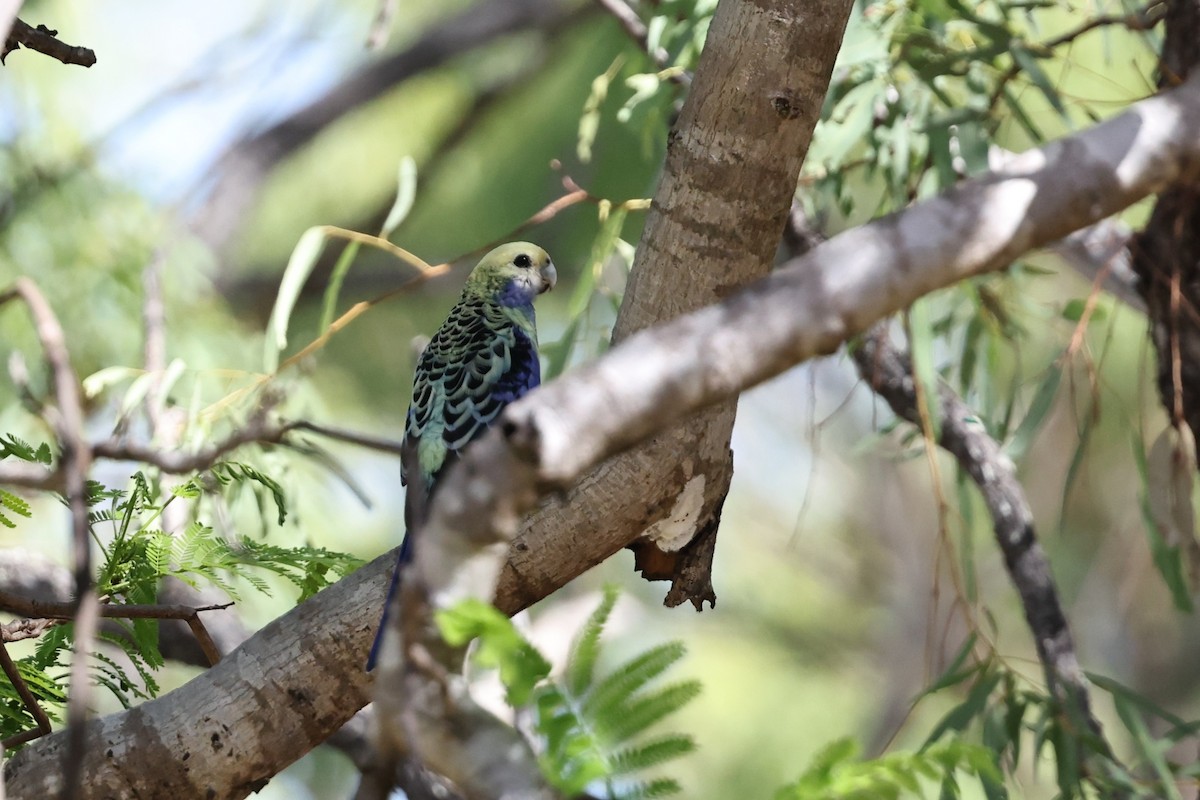 Pale-headed Rosella - ML645930471