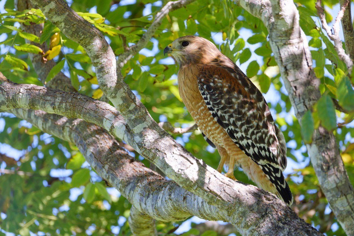 Busardo Pechirrojo - ML645930478