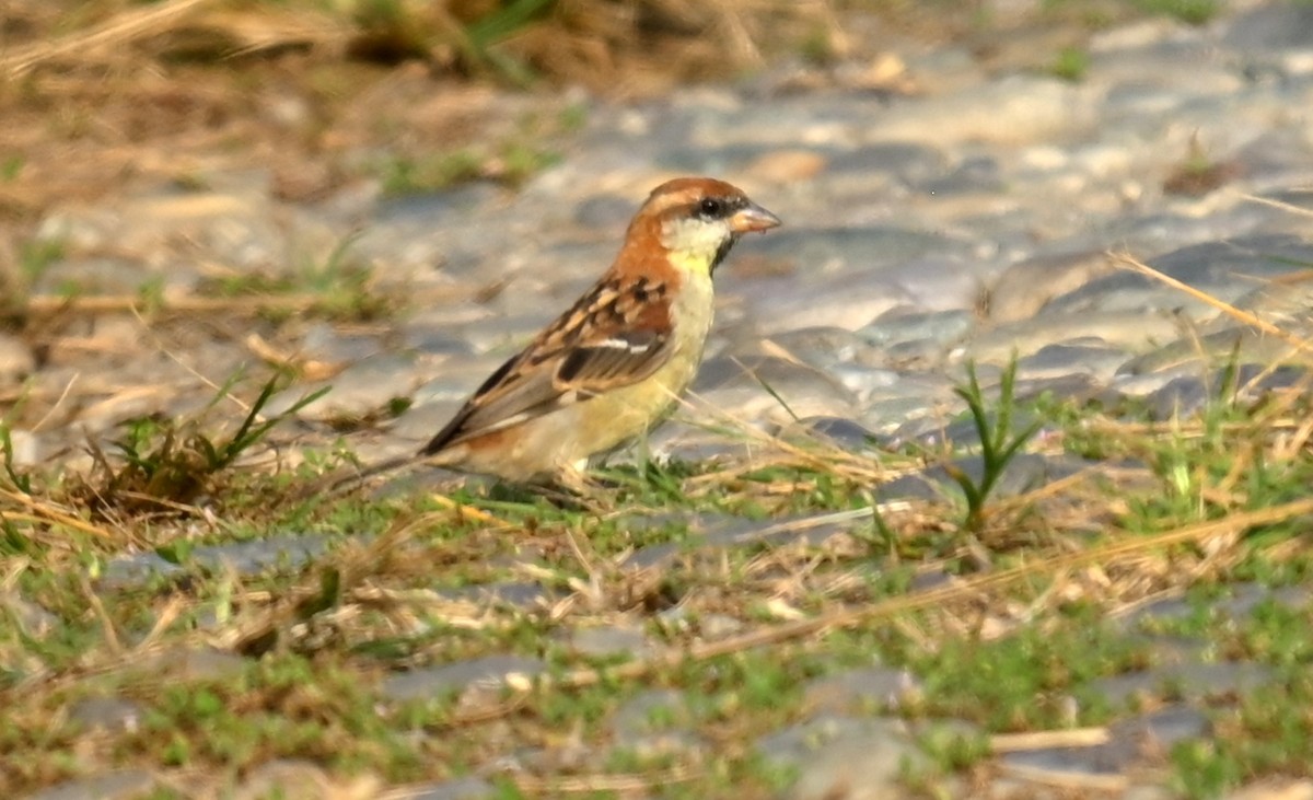 Горобець рудий - ML645930479