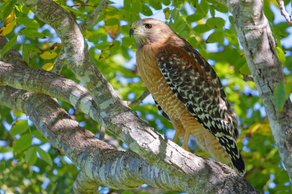Busardo Pechirrojo - ML645930491