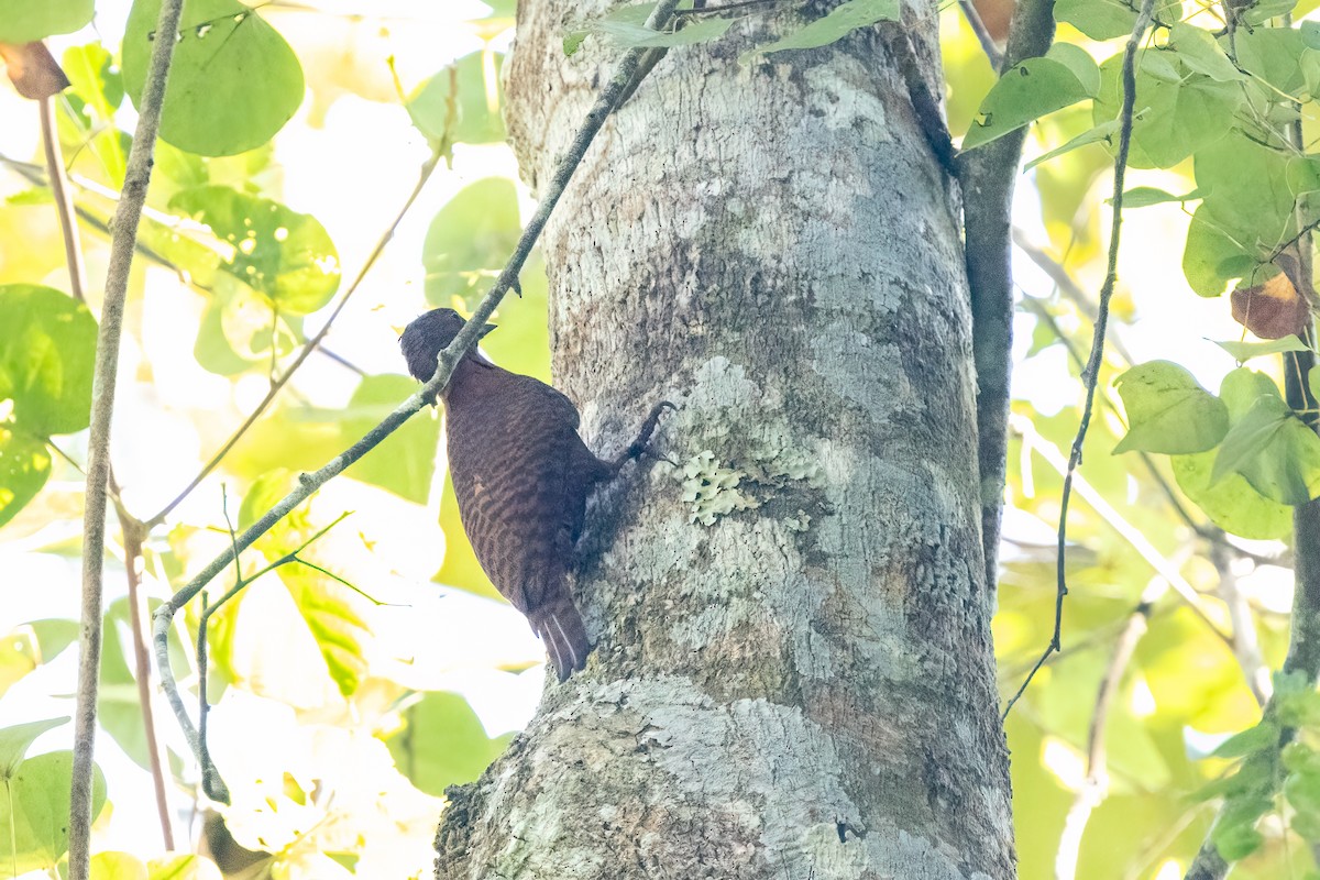 Rufous Woodpecker - ML645930515