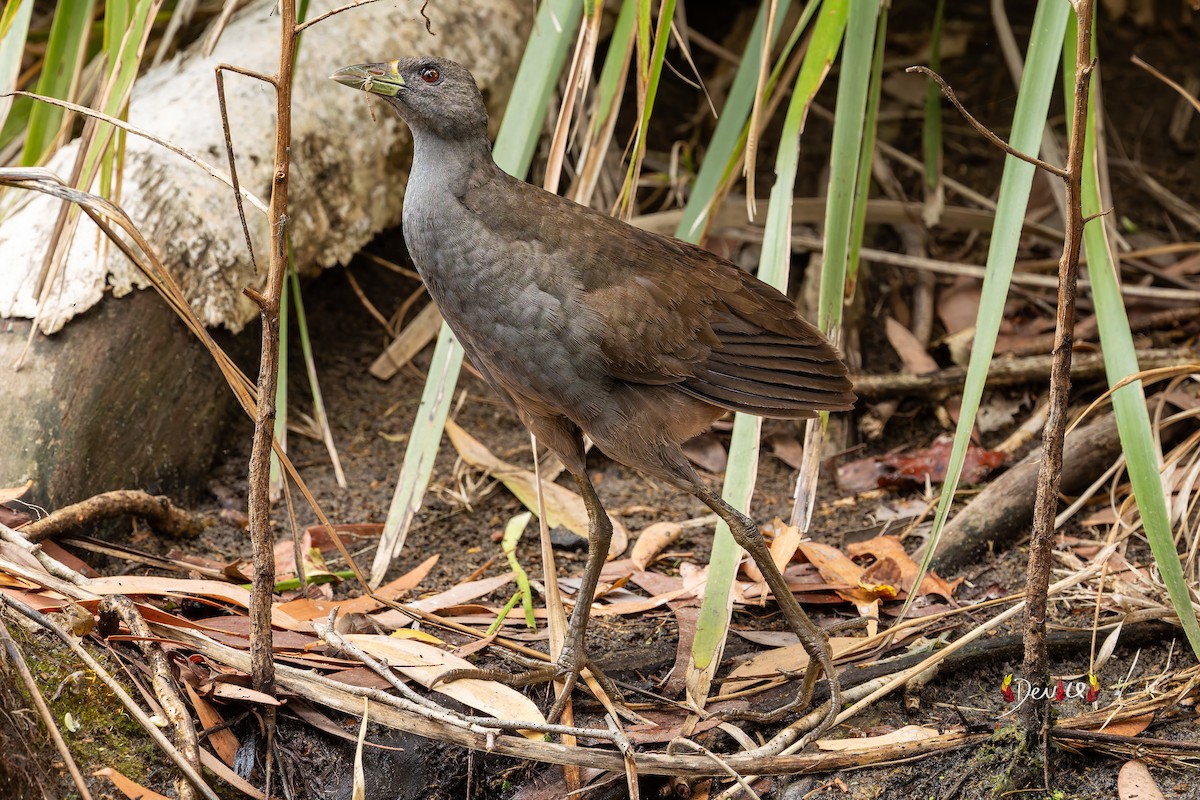 Pale-vented Bush-hen - ML645930525
