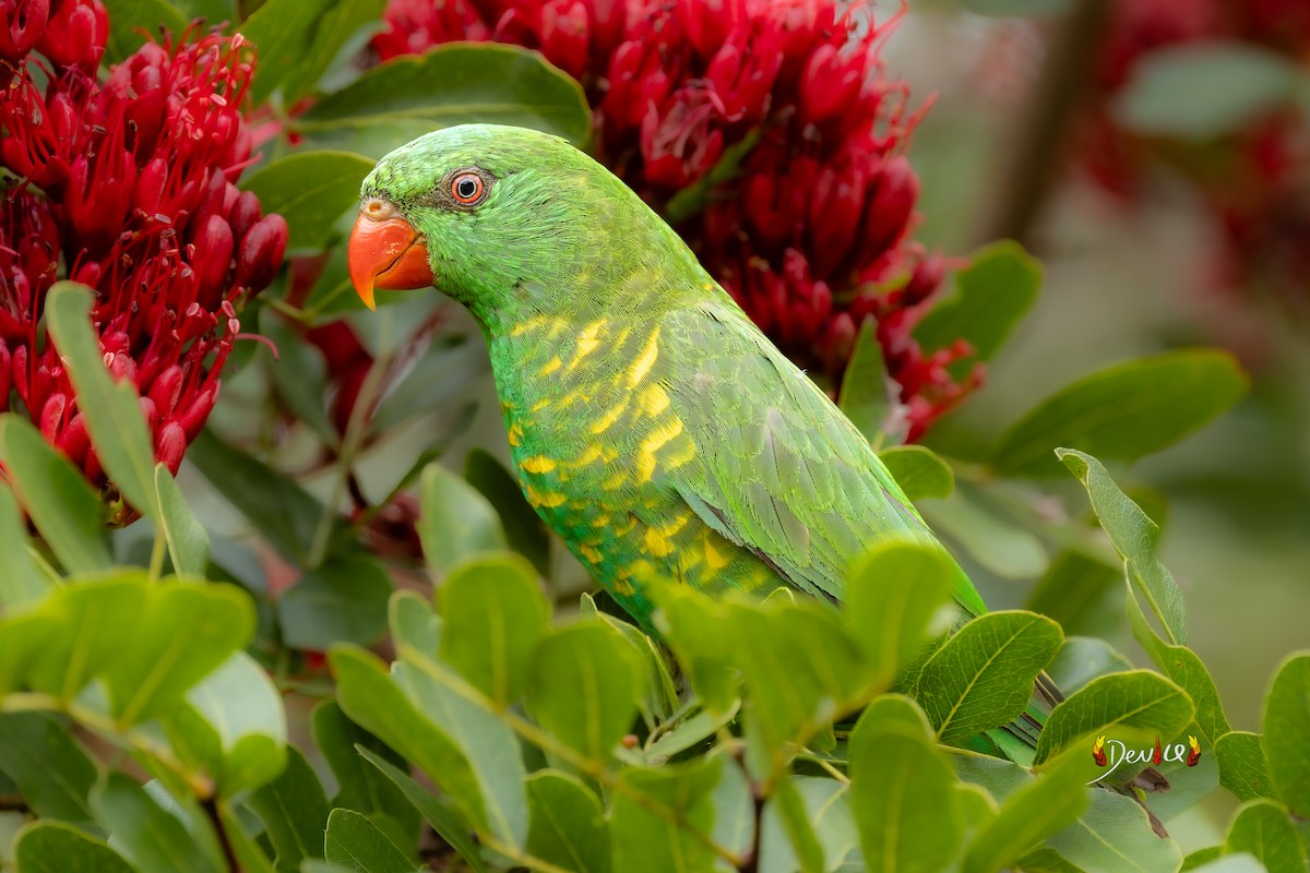 Scaly-breasted Lorikeet - ML645930527