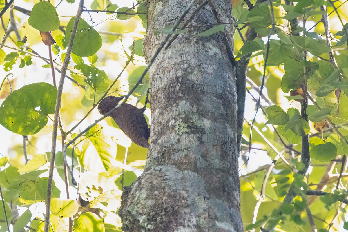 Rufous Woodpecker - ML645930535