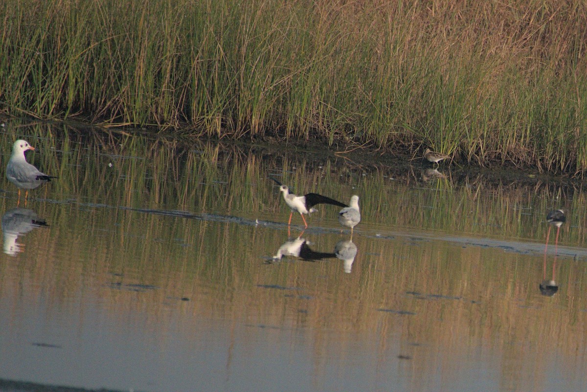 Agachadiza Común - ML645930556