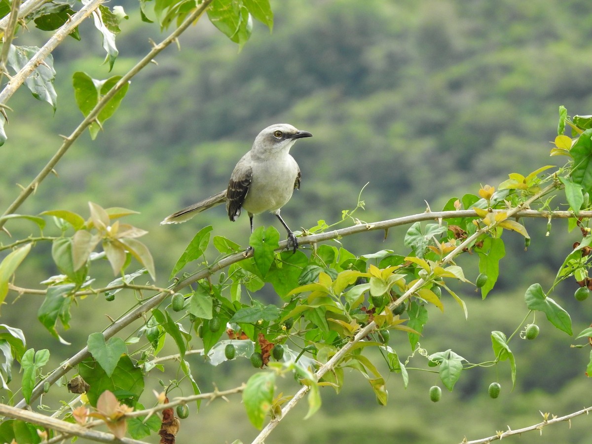 Tropikal Taklitçi - ML645930568