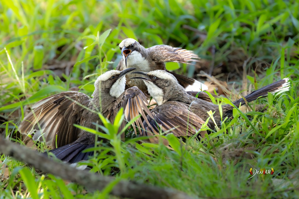 オーストラリアマルハシ - ML645930569